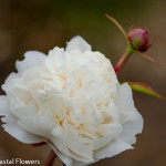 Bridal Bouquet White Peony