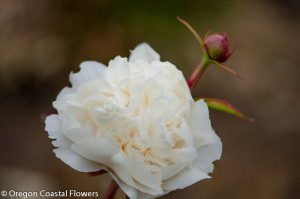 6.12.22 White Peony Wedding Wholesale Flowers