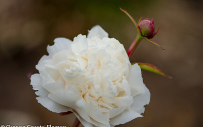 6.12.22 White Peony Wedding Wholesale Flowers