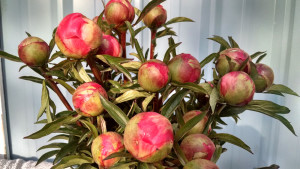 Coral Charm, Red, Pink, and White Peonies.
