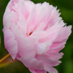 Double Blooming Soft Pink Peony