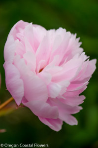 Double Blooming Soft Pink Peony