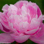 Double Blooming Wholesale Pink Peony