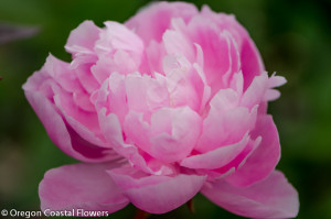 American Grown Pink Peonies