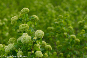 Green Snowball Viburnum