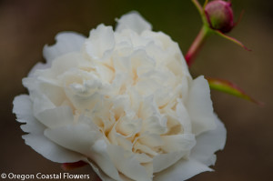 Locally Grown White Peonies