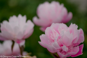 Peony Field Pricing, Wholesale Peony Farm