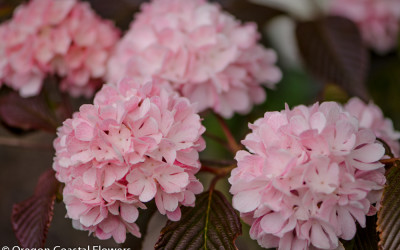 5.08.22 Pink Snowball Viburnum, Solomon Seal, & Popcorn Viburnum