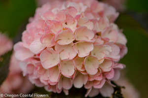Pink Snowball Viburnum
