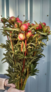 Coral Charm Peonies