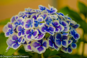 Bi-Color Hydrangea