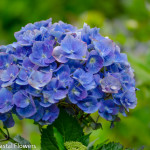 Blue Hydrangea Bloom