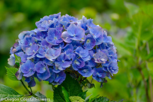 Blue Hydrangea Bloom