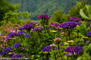Dark Stemmed Purple Hydrangea