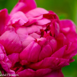 Hot Pink Peony Flower