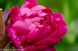 Red Raspberry Peonies