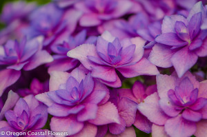Double Lavender Hydrangea