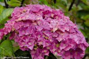Pink Hydrangea Bloom