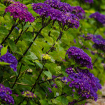 Purple Oregon Pride Hydrangeas