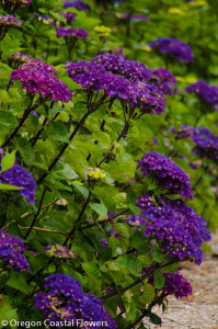 Oregon Pride Dark Purple Hydrangea with Black Stems 6.14.17