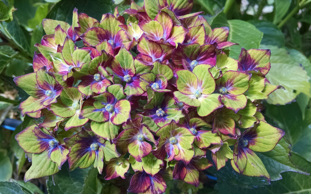 Tri-Color Pistachio Hydrangea