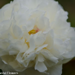 White Peony Flower