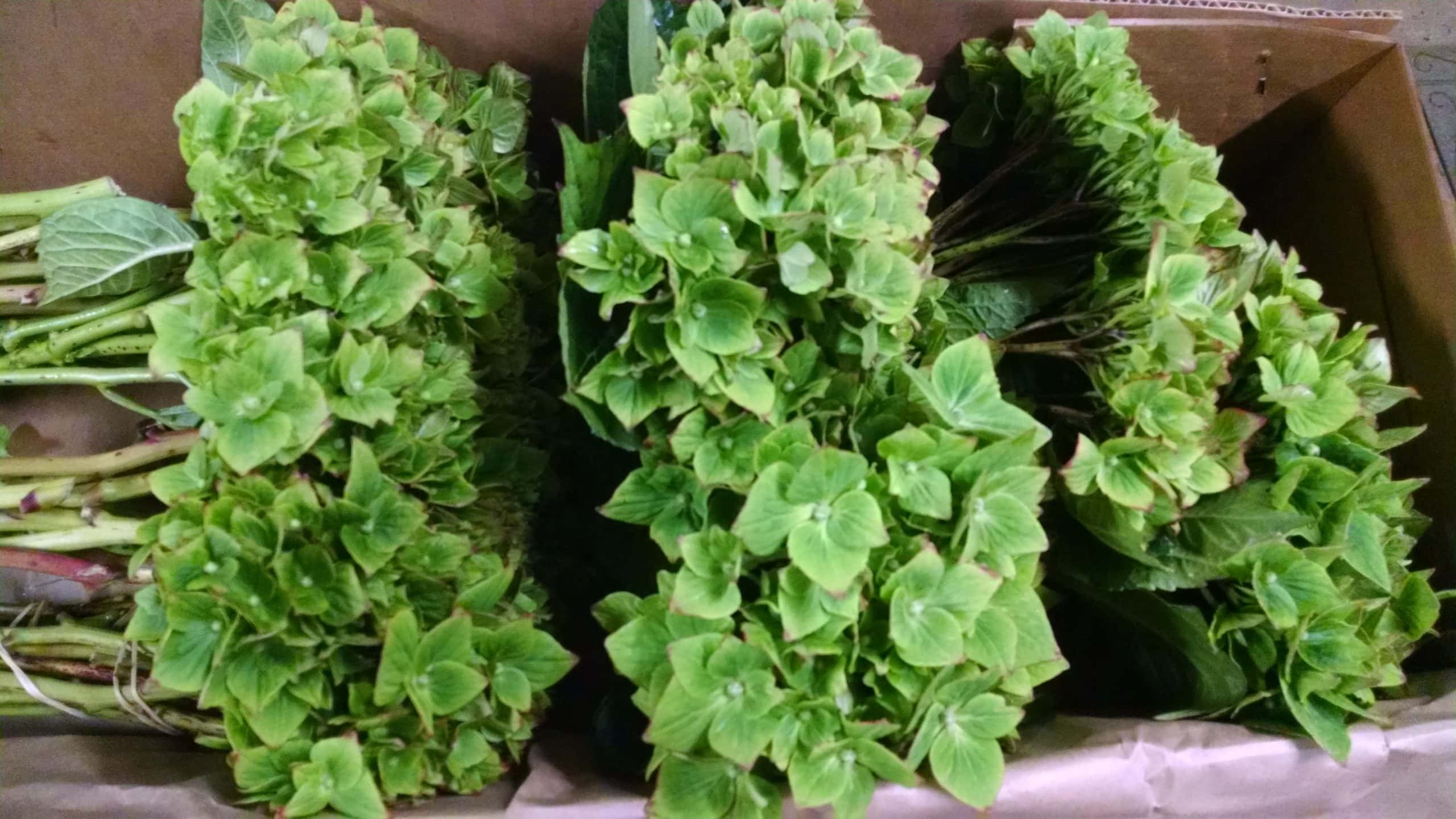 Bright Green Hydrangeas