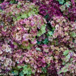 antique double hydrangea