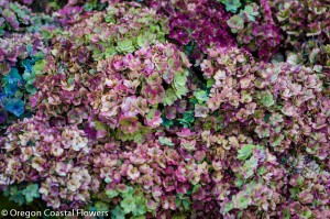 Amazing Antique Double Lavender Hydrangea