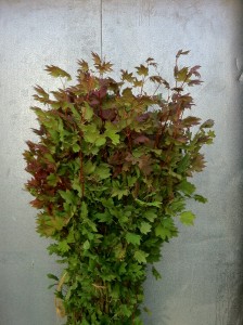 Red Fall Maple Leaves