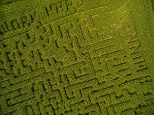 Kilchis River Pumpkin Patch & Corn Maze opening up 2nd weekend in October.