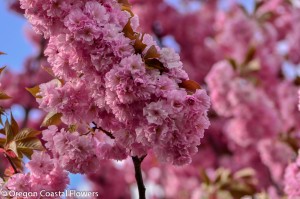 Bulk Cherry Blossoms for Wedding