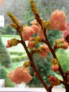 Blooming Pink Cherry Branch