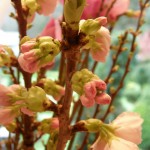 Flowering Pink Cherry Branches