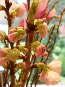 Flowering Pink Cherry Branches
