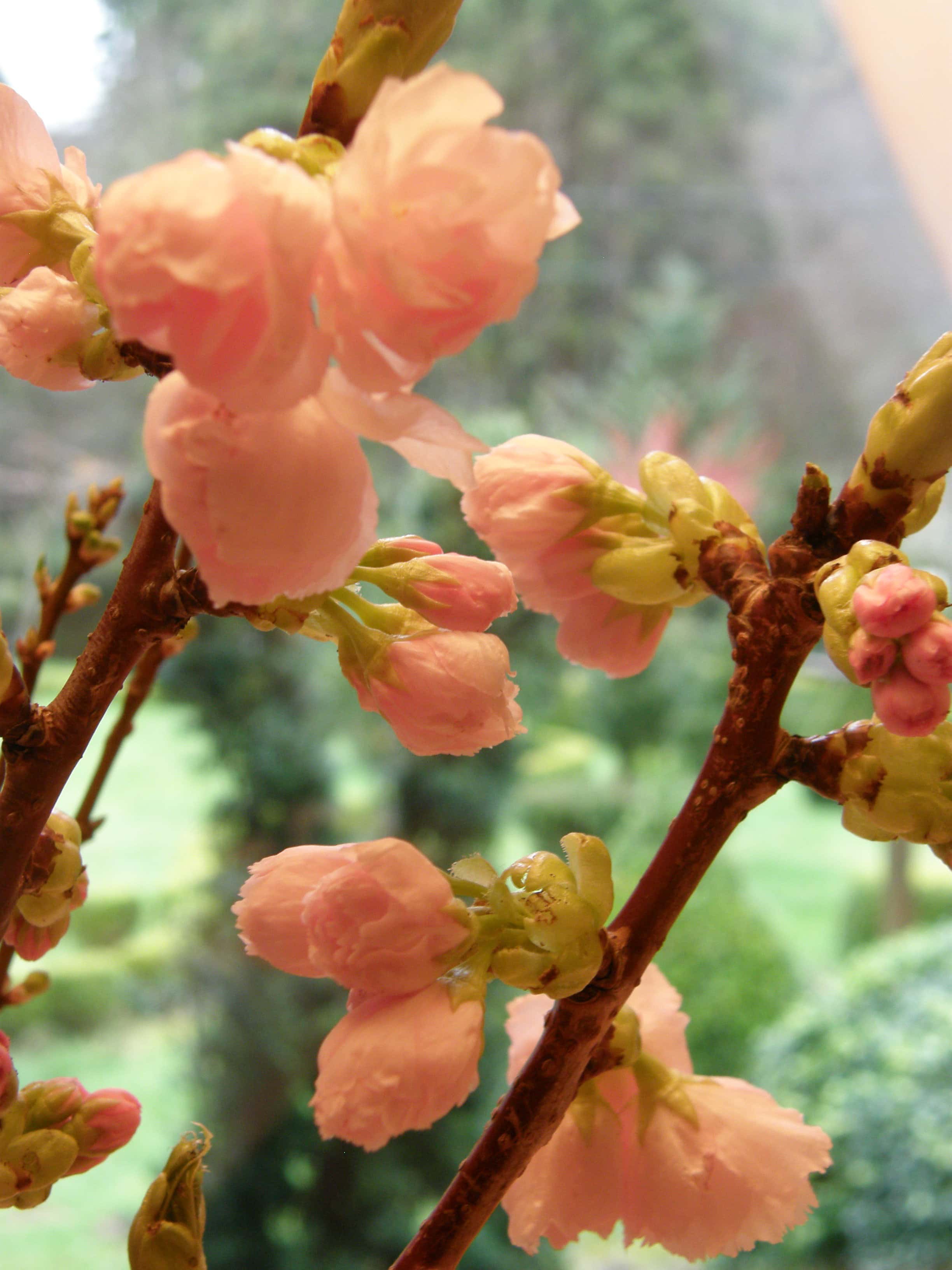 Double pink cherry in vase