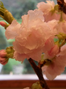 Pink Cherry Blossom