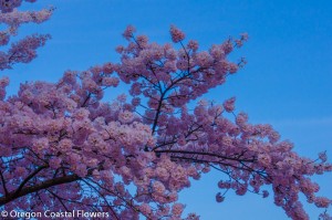 Pink Cherry Branches