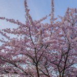 Pink Cherry Flowers