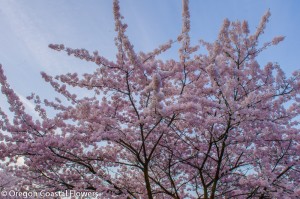 Pink Cherry Flowers