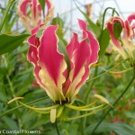 Fresh Cut Gloriosa Lily Flower