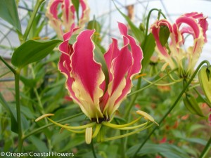 Fresh Cut Gloriosa Lily Flower