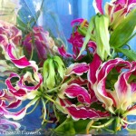 Gloriosa Lily Blooms