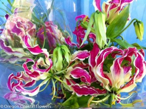 Gloriosa Lily Vines Cut Flowers
