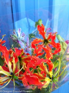 Gloriosa Lily Blooms