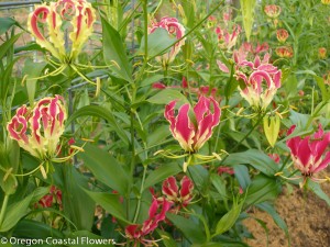 Gloriosa Lily on the Vine
