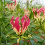 Natural Gloriosa Lily Flower