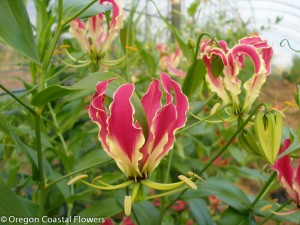 Natural Gloriosa Lily Flower