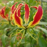 Sustainably Grown Gloriosa Lily