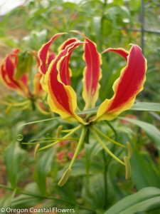 Sustainably Grown Gloriosa Lily